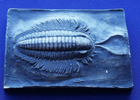 fossile